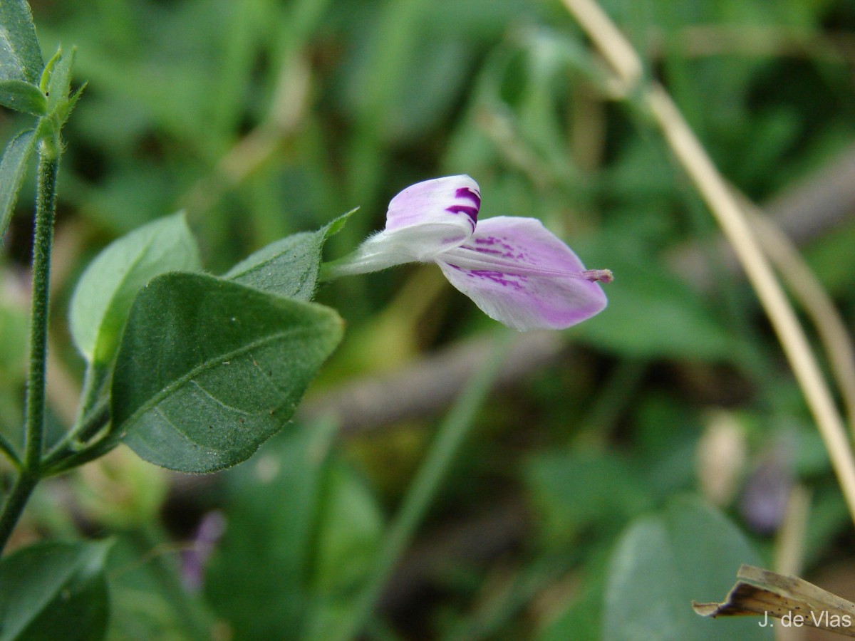 Dicliptera neesii (Trimen) L.H.Cramer